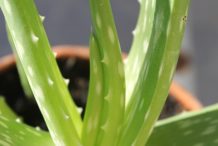 Aloe vera: Zázračná rostlina s mnoha účinky. Na co všechno lze využít?