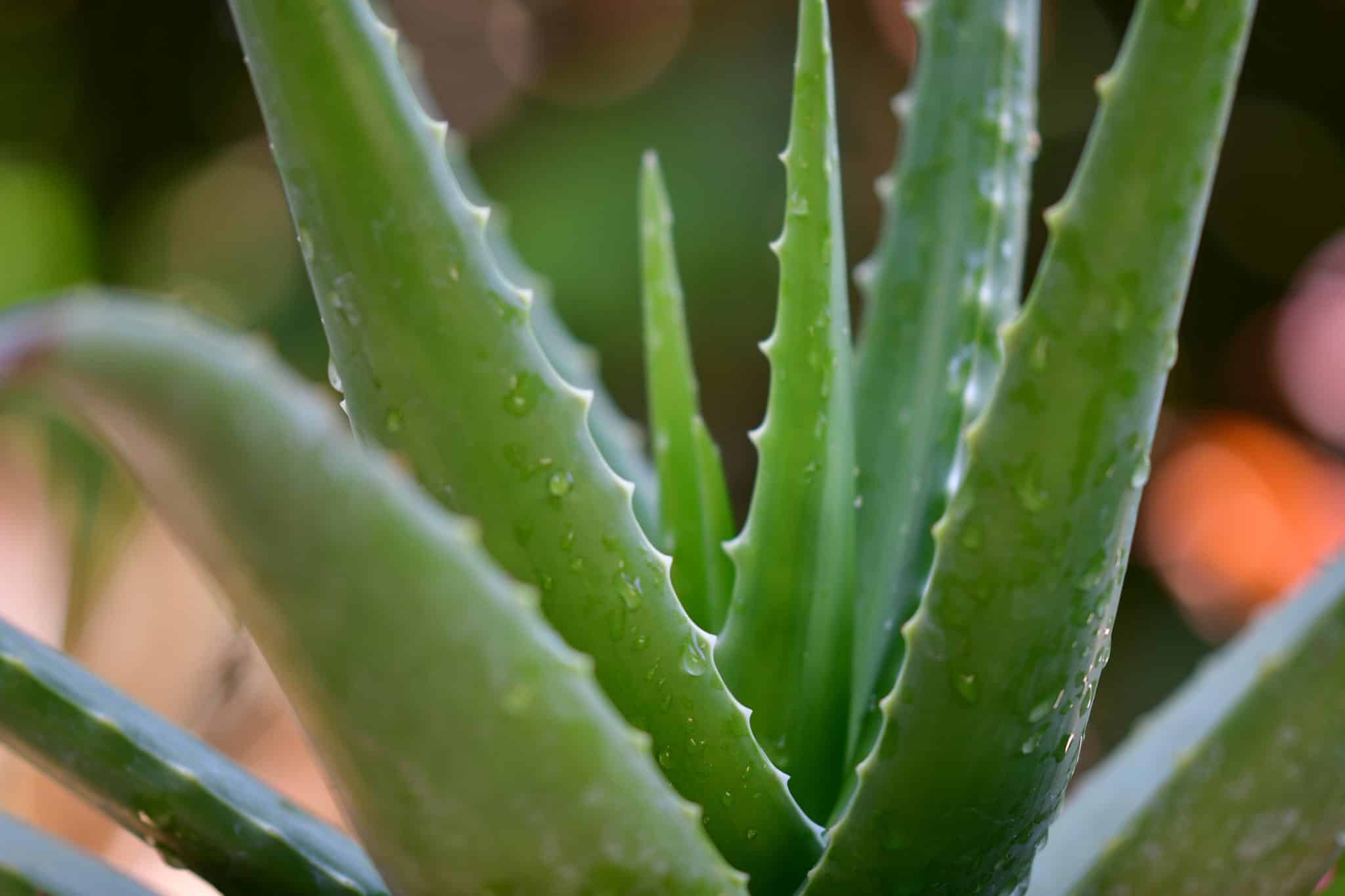 Aloe vera: Zázračná rostlina s mnoha účinky. Na co všechno lze využít?