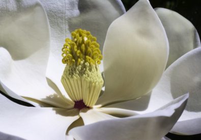 magnolia-flowers-park-spring