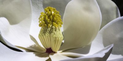 magnolia-flowers-park-spring