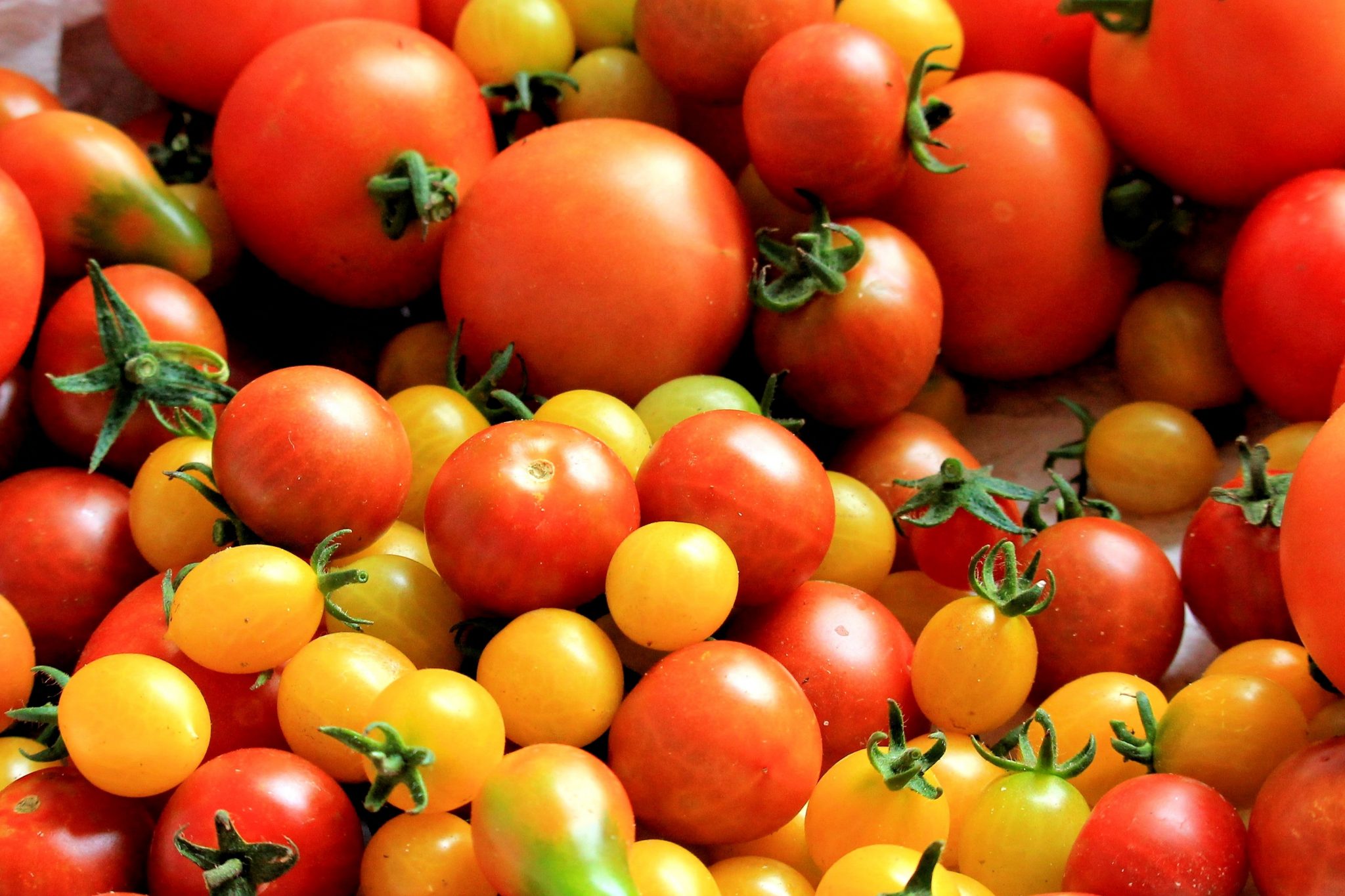 Jak si vypěstovat domácí rajčata ze semínek – krok za krokem